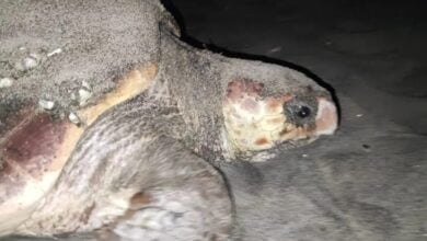 tartaruga a montecorice