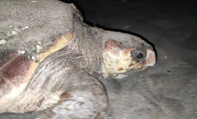 tartaruga a montecorice