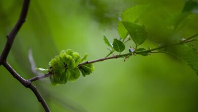 ulmus pumila the siberian elm it is also known a 2022 11 16 18 19 36 utc 2