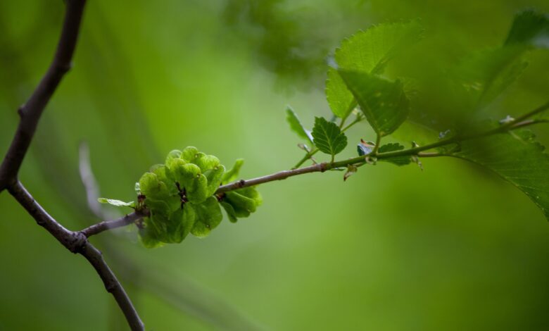 ulmus pumila the siberian elm it is also known a 2022 11 16 18 19 36 utc 2