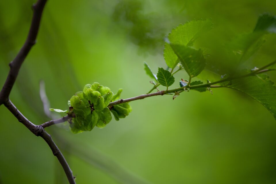 ulmus pumila the siberian elm it is also known a 2022 11 16 18 19 36 utc 2
