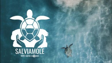 308114143 417107100559312 4989544798495709818 n