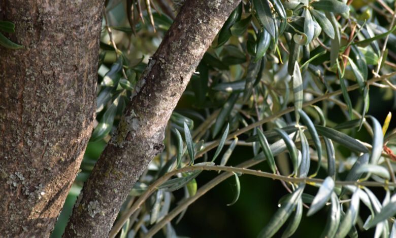 a lezione dai longevi