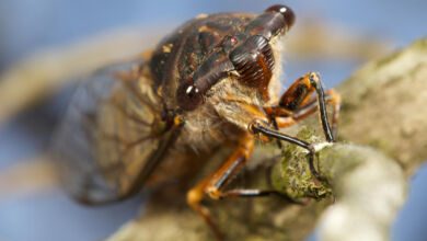 cicala