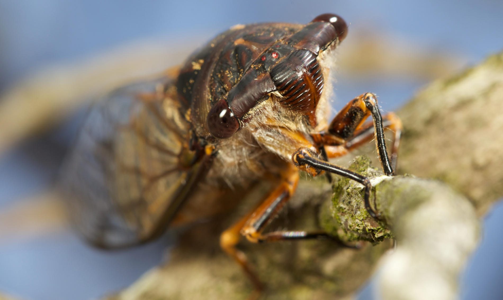 cicala