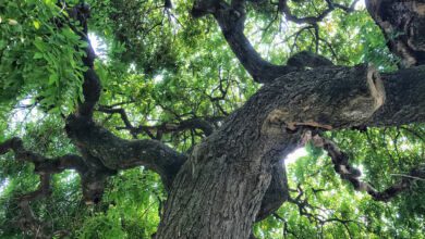 albero della vita dalle radici
