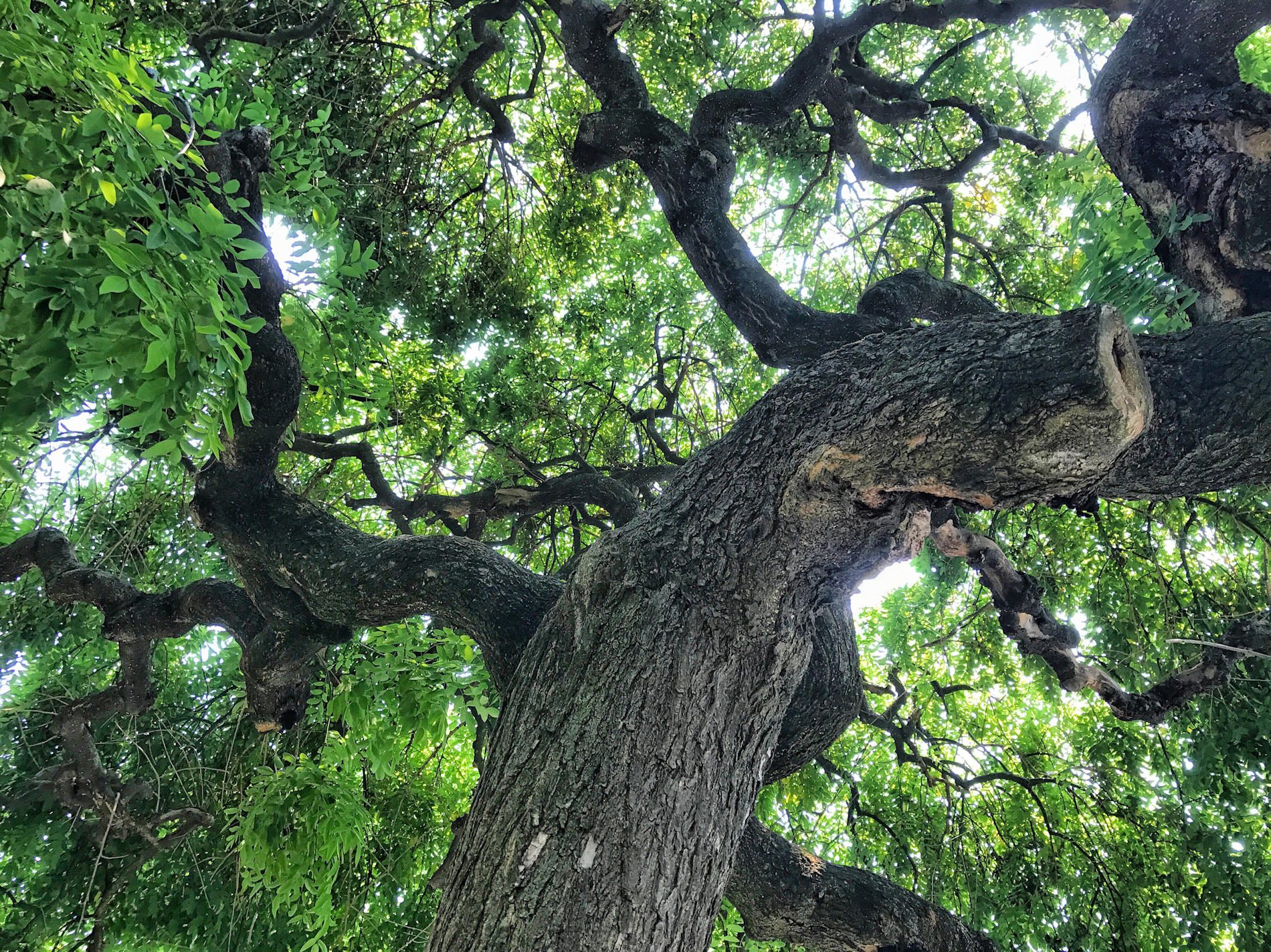 albero della vita dalle radici
