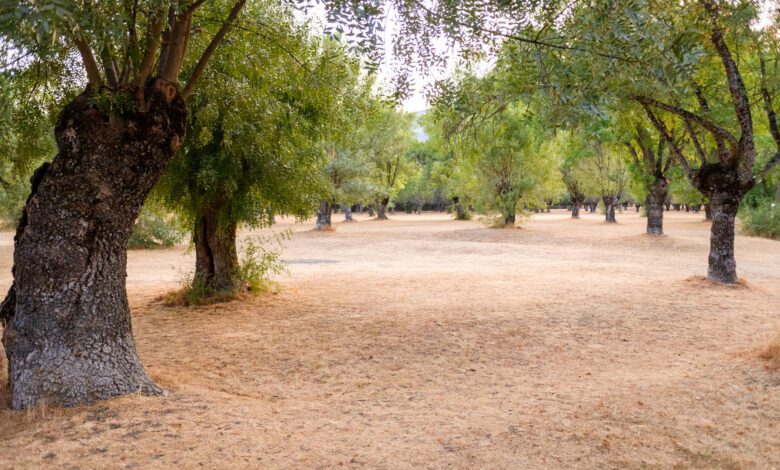 il leccio nel cilento