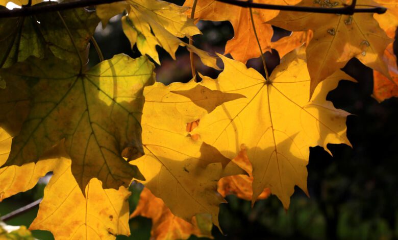 autunno acero lobellis 3