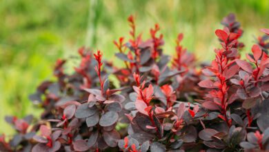 berberis