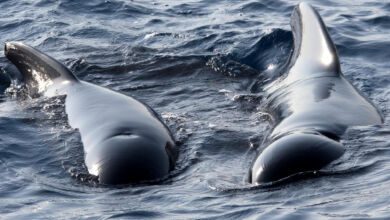 cetacei