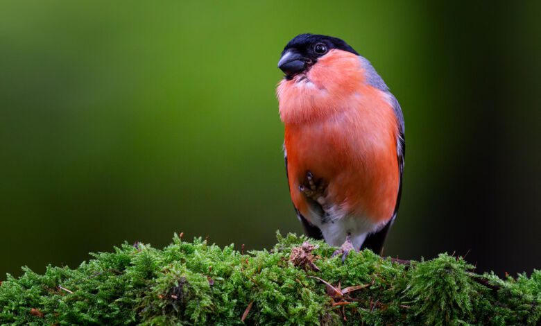 fauna cilento ciuffolotto