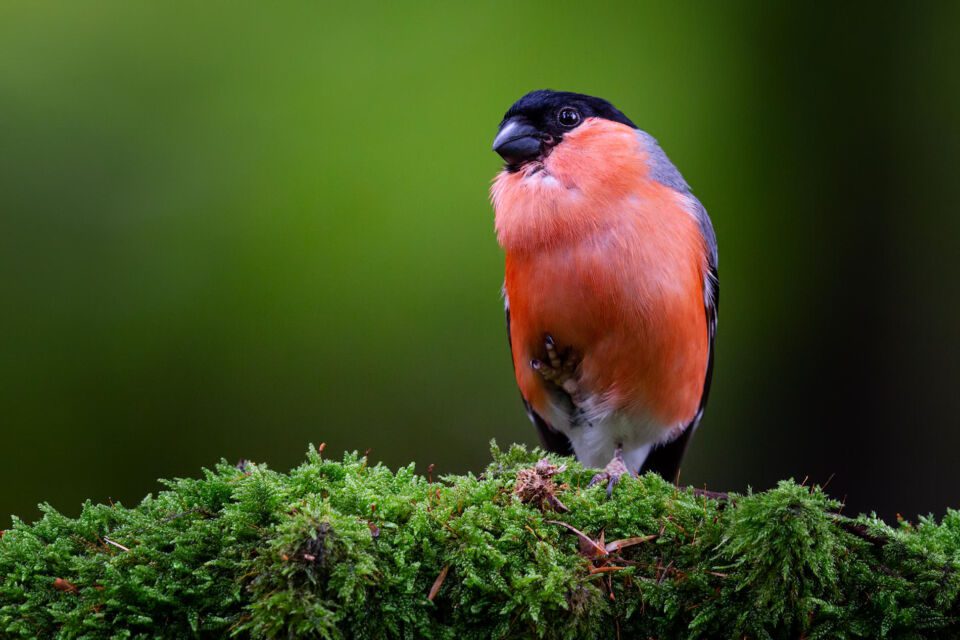 fauna cilento ciuffolotto