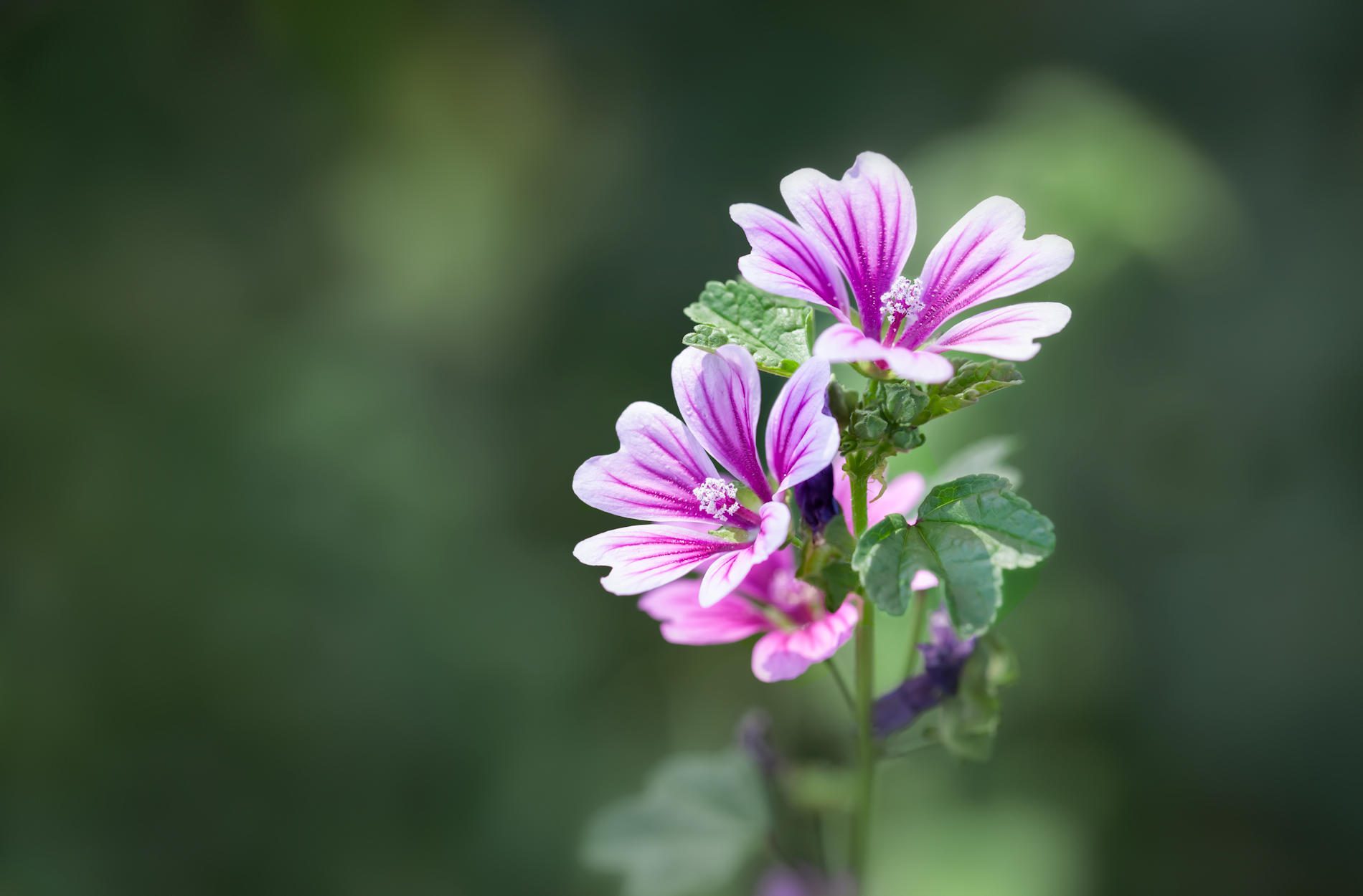 malva1