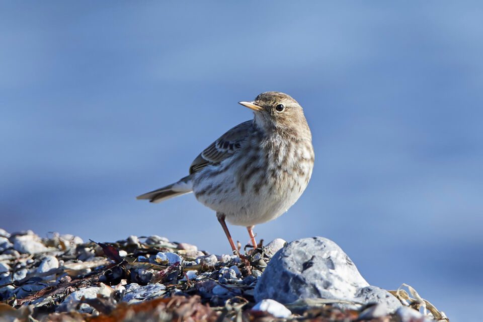 spioncello nel cilento 2