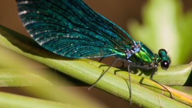 Calopteryx splendens 1