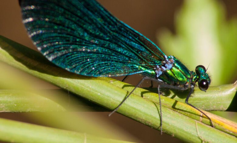 Calopteryx splendens 1