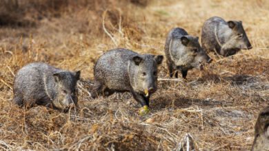 cinghiali nel cilento