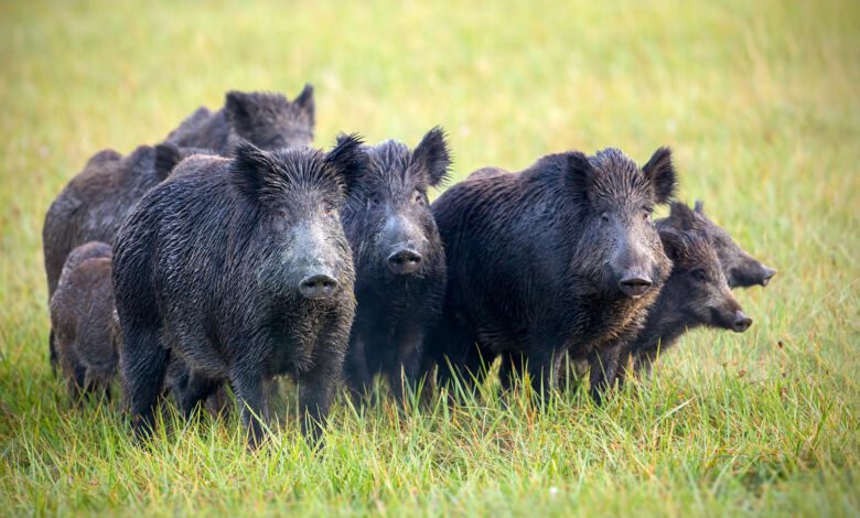 cinghiali nel cilento 4