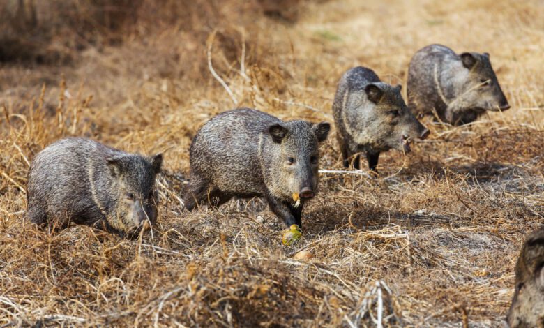 cinghiali nel cilento