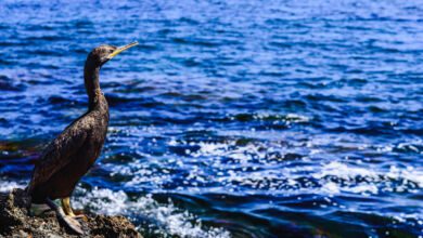 cormorano nel cilento