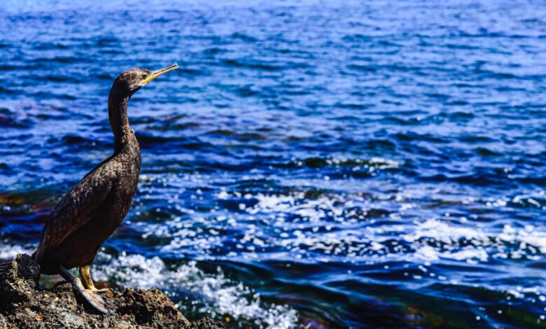 cormorano nel cilento