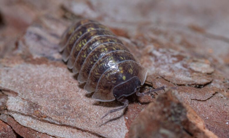 porcellino di sant antonio