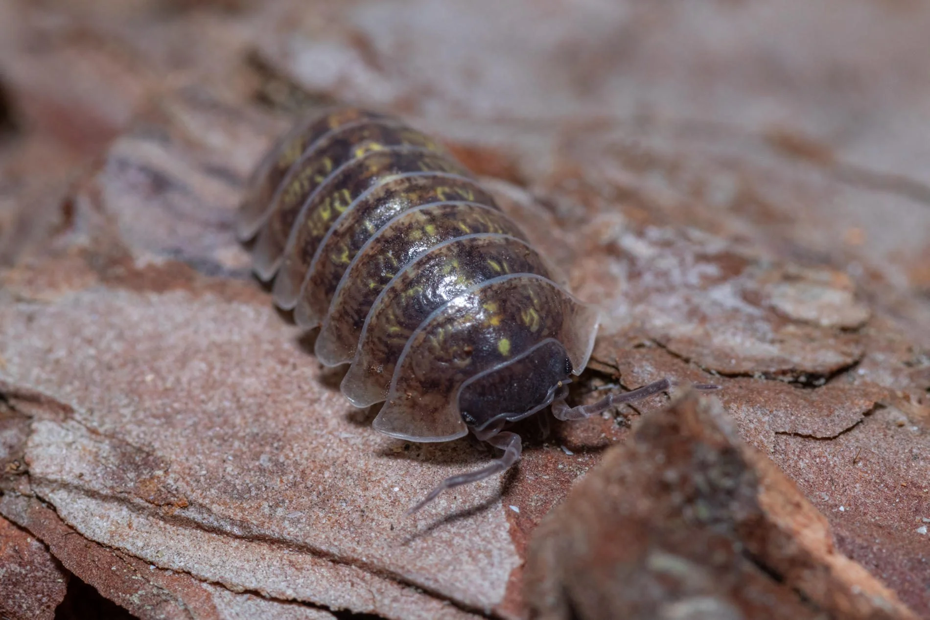 porcellino di sant antonio