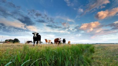 tratturi cilentani 1