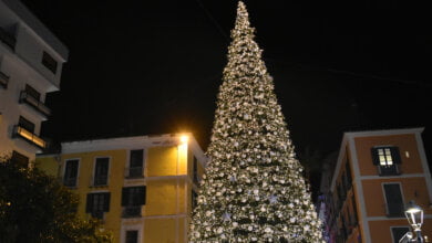 albero piazza portanova salerno