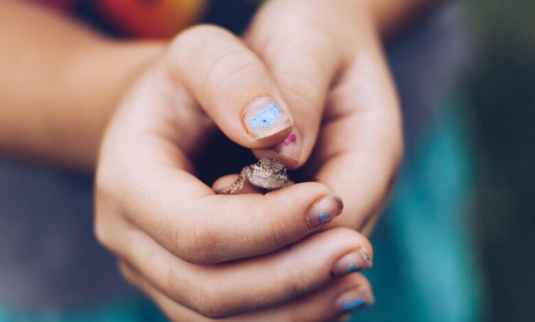 far conoscere le lucertole ai bambini