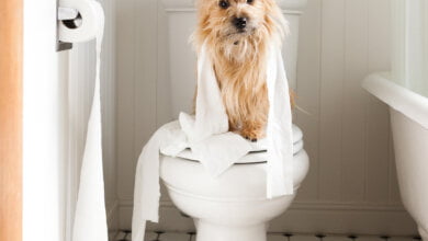 giornata mondiale del gabinetto