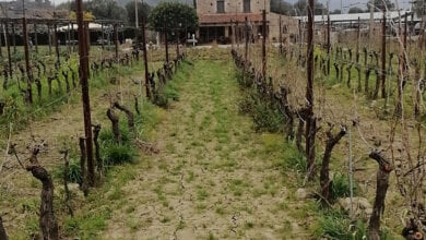 isca delle donne head