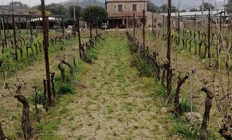 isca delle donne head