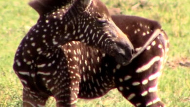 la zebra a pois tira fotogramma