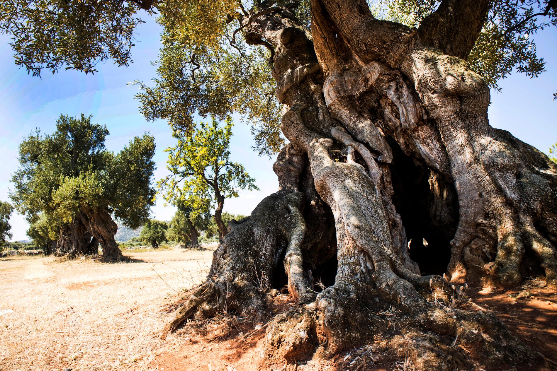 La ciencia de la longevidad – Noticias y curiosidades cilentano.it desde Cilento