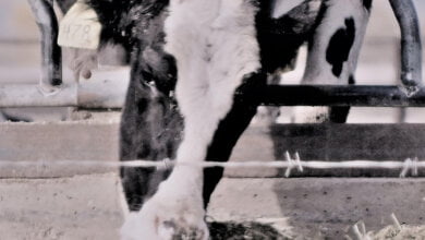 brucellosi incontro eboli