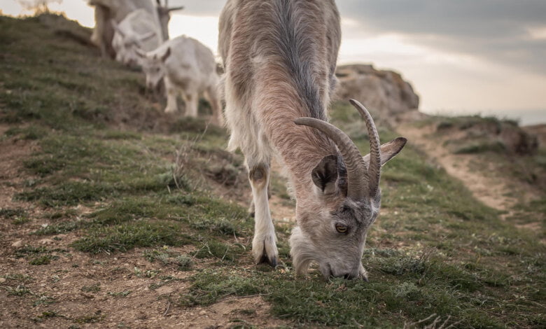 cilento lattae di capra