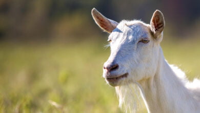 cilento latte di capra