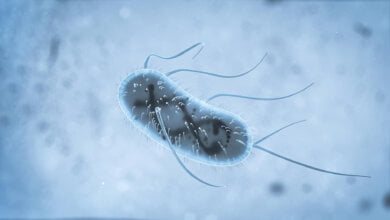e coli