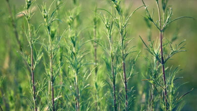 galium verum