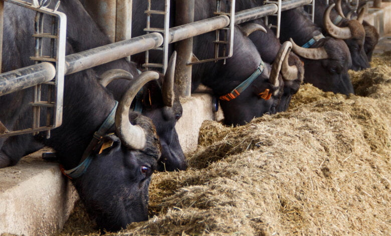 reflui per biometano