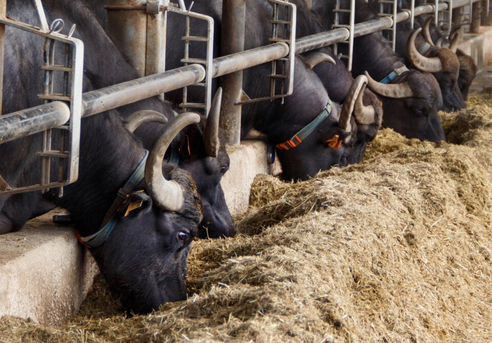 reflui per biometano