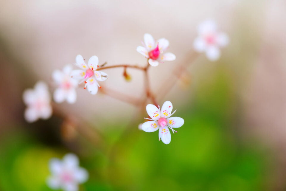 Flowers Saxifraga closeup on natural background