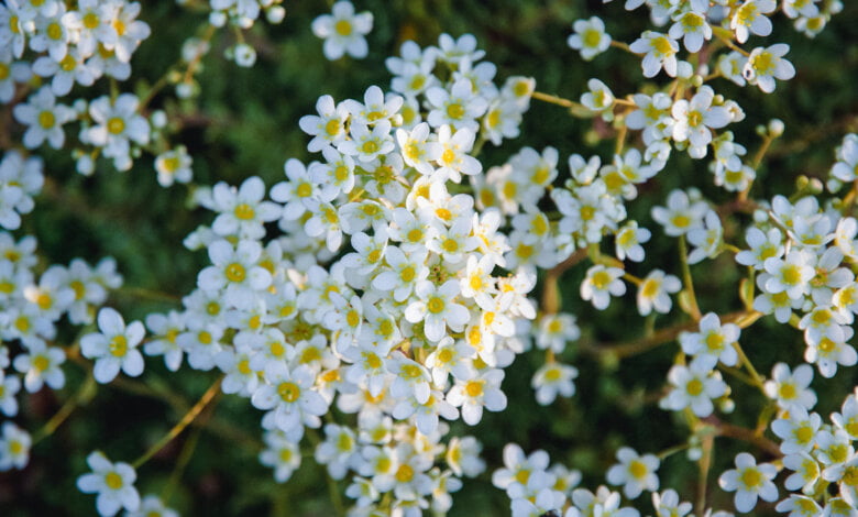 Lifelong saxifrage blooming in the garden, Saxifraga paniculata in spring