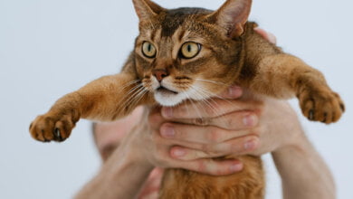 febbraio giornata del gatto