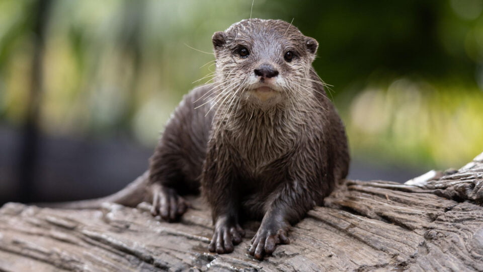 lontra