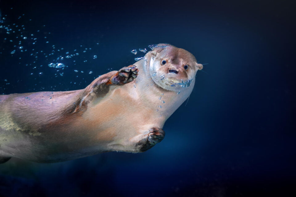 lontra