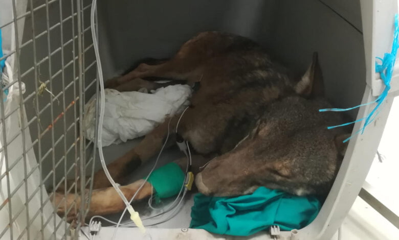 lupo salvato nel cilento