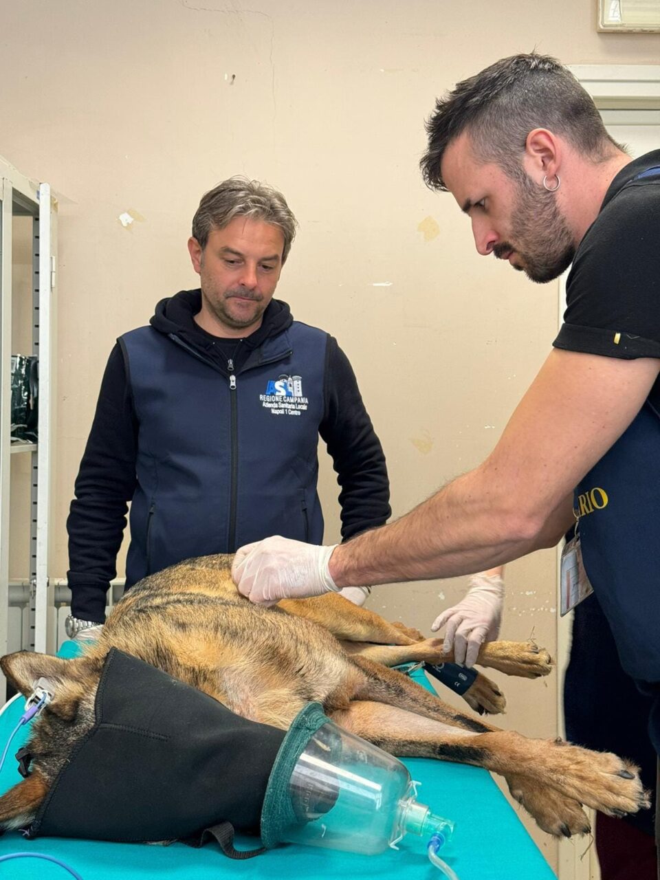 lupo salvato nel cilento fonte facebook
